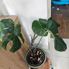 Monstera plant