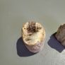 Petrified wood Image 2