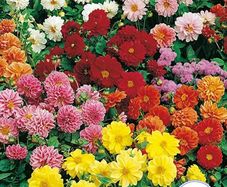 (D) Dahlia Bloody Mary seeds 0.4g (413485)
