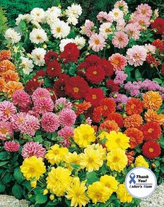 (D) Dahlia Bloody Mary seeds 0.4g (413485)