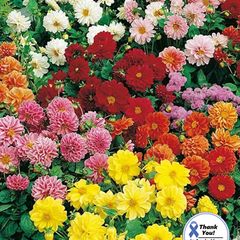 (D) Dahlia Bloody Mary seeds 0.4g (413485)