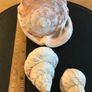 Three Vintage Sea Shells Image 7