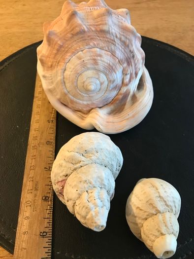 Three Vintage Sea Shells
