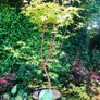 Japanese Acer Maple varieties Image 6