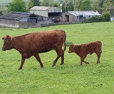 Limousin cow & Limousin heifer calf