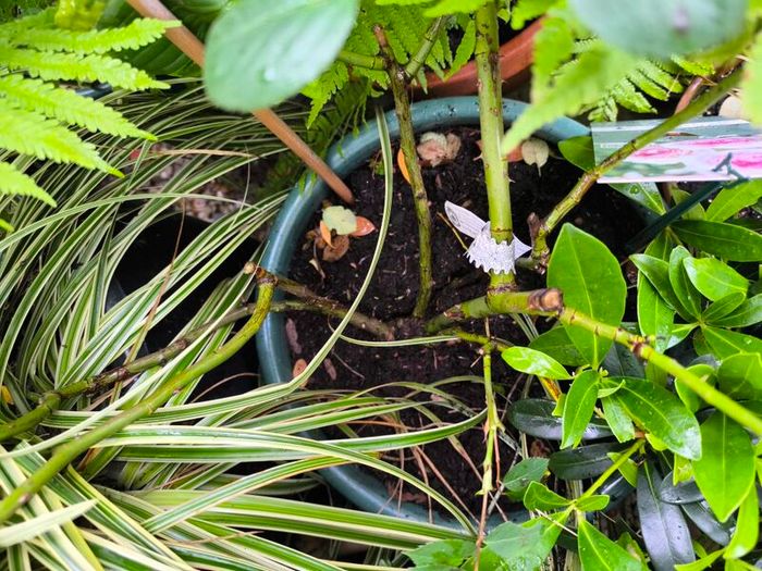 garden plants