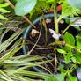 garden plants Image 5