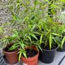 Small Gold Bamboo plants Image 2