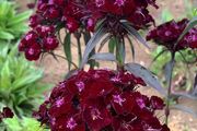 (C) Carnation Nigrescens seeds 0.5g (420599)