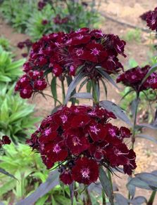 (C) Carnation Nigrescens seeds 0.5g (420599)