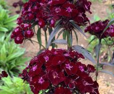 (C) Carnation Nigrescens seeds 0.5g (420599)