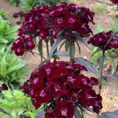 (C) Carnation Nigrescens seeds 0.5g (420599)