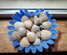 Shell Ornament