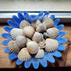 Shell Ornament
