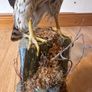 Large taxidermy sparrowhawk Image 4