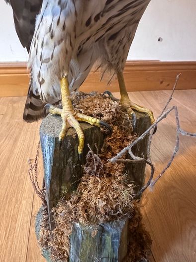 Large taxidermy sparrowhawk