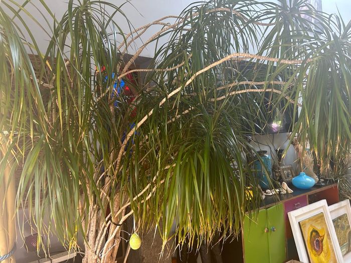 house plant