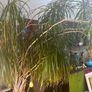 house plant Image 3