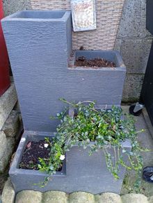 pots x 2 with plants