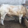 Bull Image 3