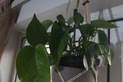 pothos plant