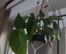 pothos plant