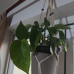 pothos plant