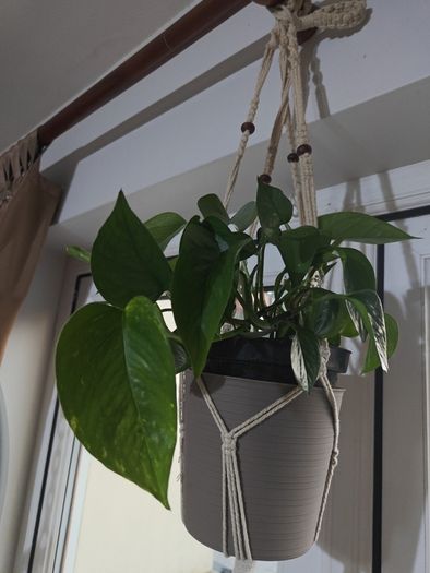 pothos plant
