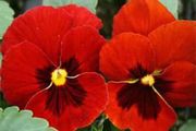 (P) Pansy Swiss Giant Alpenglow seeds 0.15g (420490)