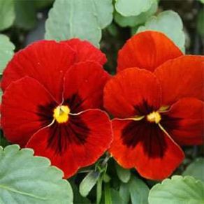 (P) Pansy Swiss Giant Alpenglow seeds 0.15g (420490)