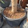 olive tree Image 4