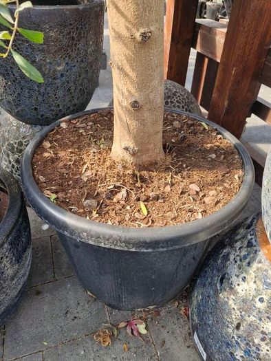 olive tree