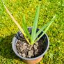 Grow Your Own! 8-Piece Plant & Shrub Set incl. Fresh Mint Image 10