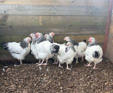 Light Sussex Roosters