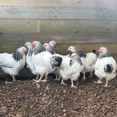 Light Sussex Roosters