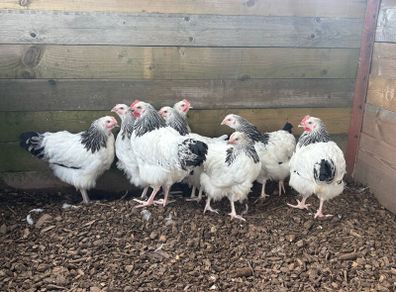 Light Sussex Roosters