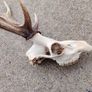 sika antlers Image 5