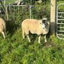 Swaledale Rams Image 6