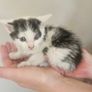 Kitten Image 3