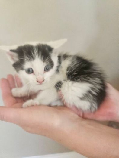 Kitten