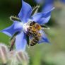 HT Borage seeds 2g | Sow February - August Image 3