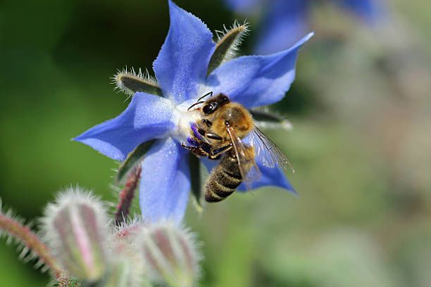 (B) Borage seeds 2g Starflower (504706)
