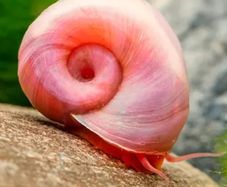 Ramshorn snails and floating plants