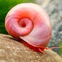 Ramshorn snails and floating plants