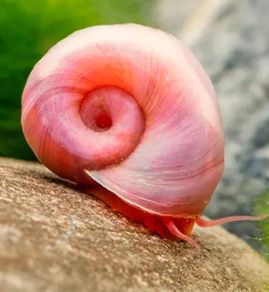 Ramshorn snails and floating plants