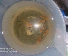 albino bristlenose plecos