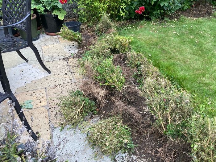 Box( Buxus) hedge to salvage