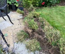 Box( Buxus) hedge to salvage