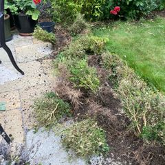 Box( Buxus) hedge to salvage