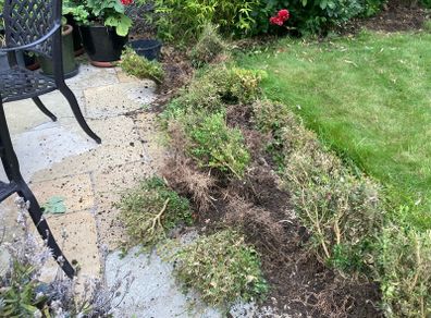 Box( Buxus) hedge to salvage